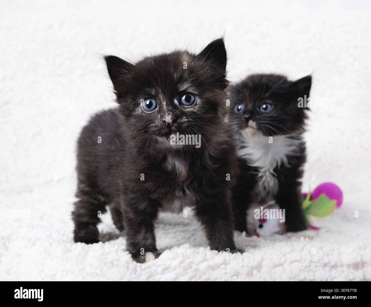 Deux chatons tachetés mignons sur fond de serviette blanche Banque D'Images