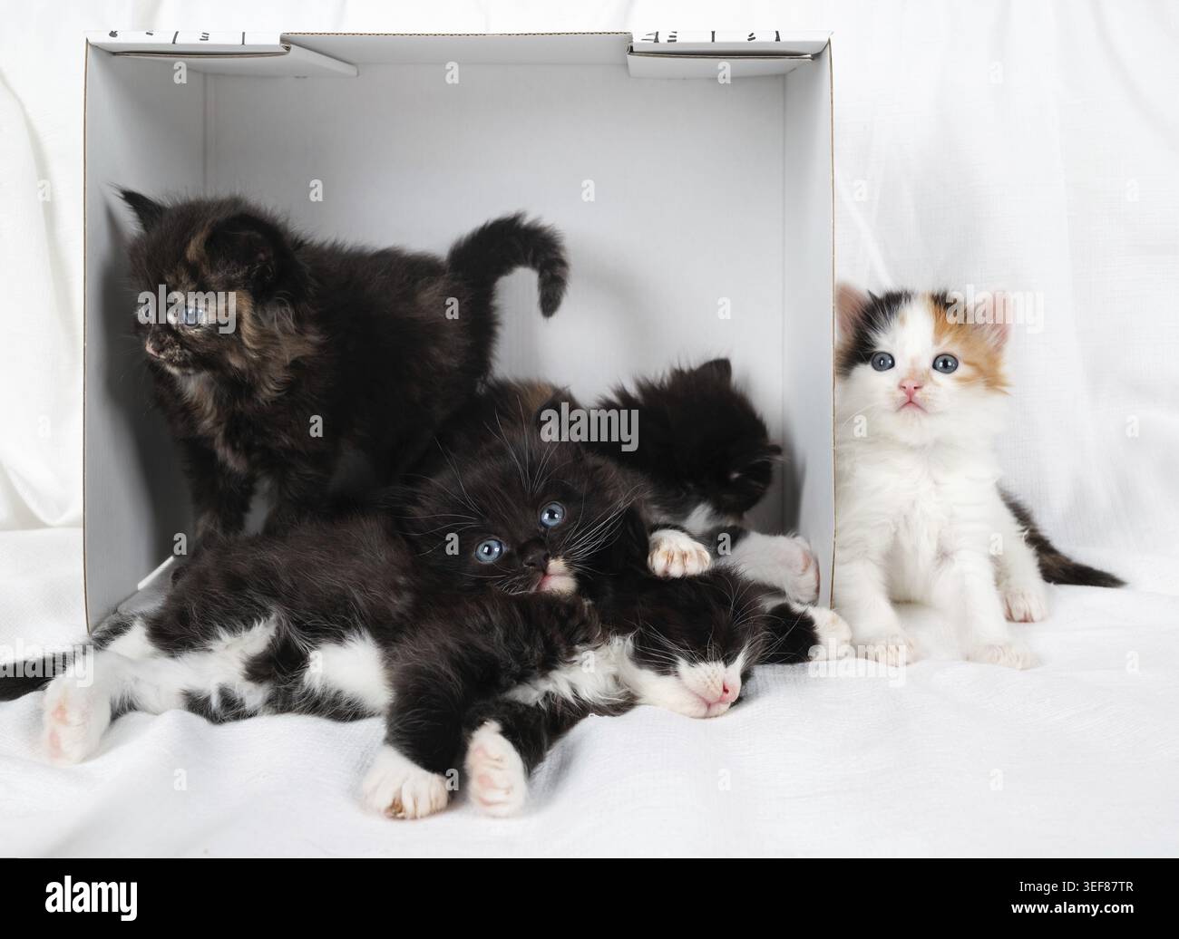 Cinq petits chatons mignons et boîte en carton blanc Banque D'Images