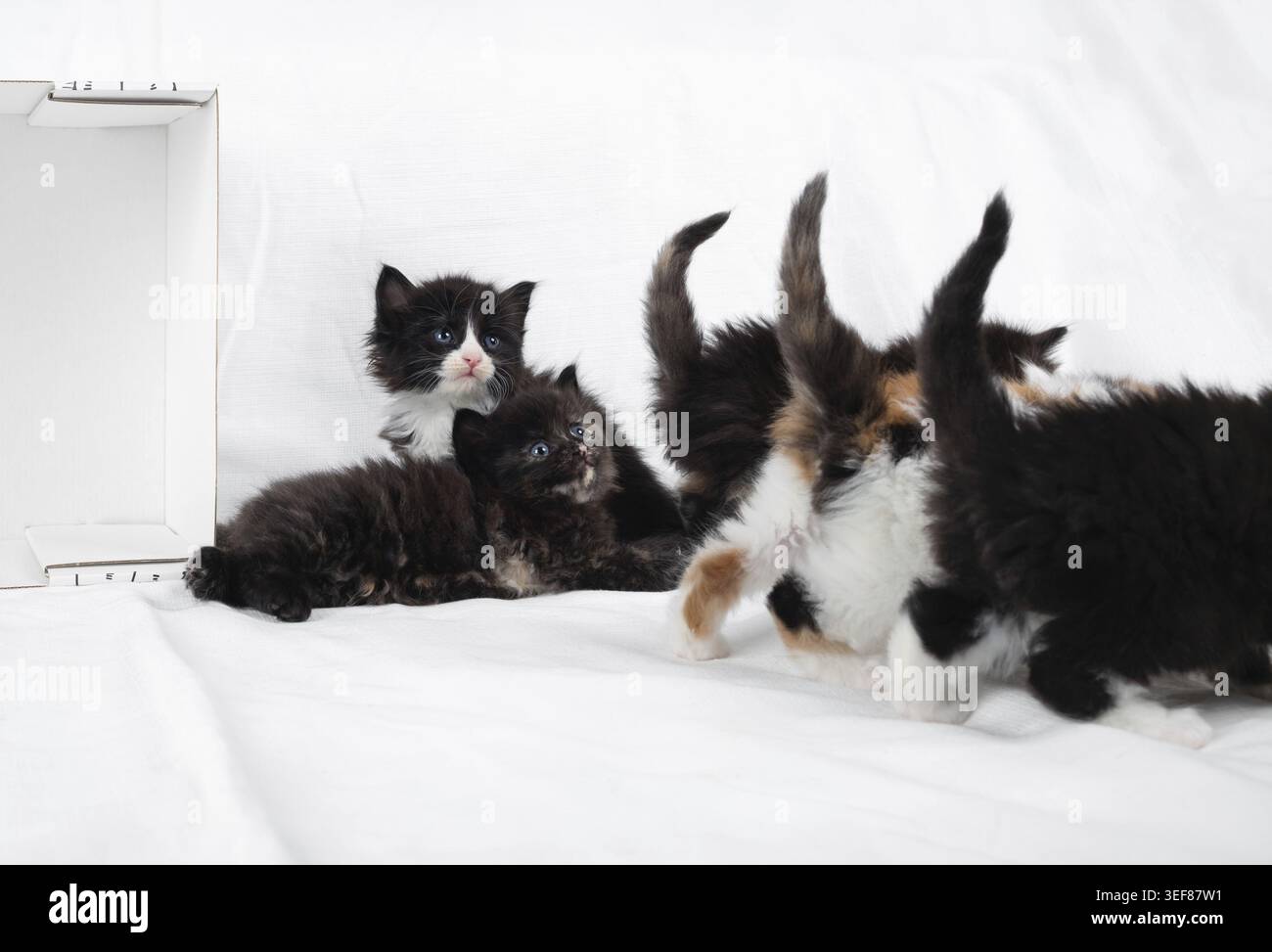Petits chatons ludiques sur un drap blanc Banque D'Images