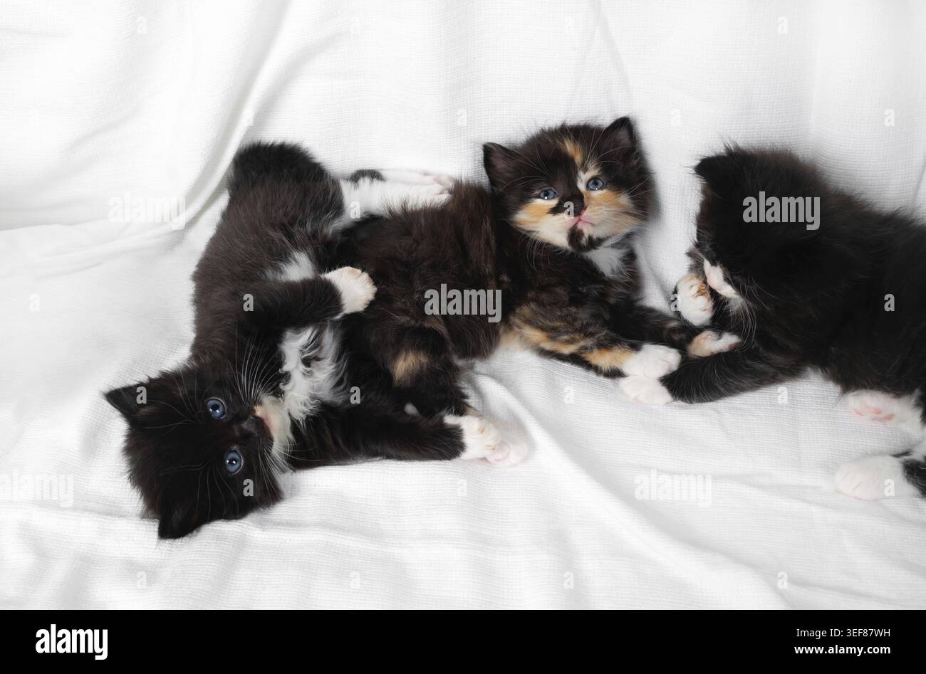 Petits chatons mignons couchés sur fond de tissu blanc Banque D'Images