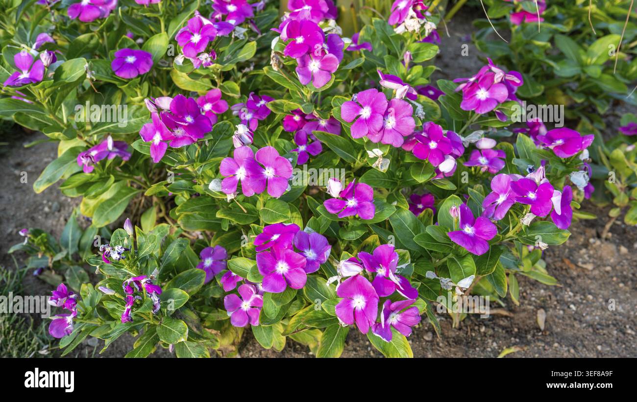 Un groupe vibrant de fleurs de pervenche rose en pleine floraison, entouré de feuilles vertes luxuriantes. Parfait pour la nature, le jardin et les thèmes floraux Banque D'Images