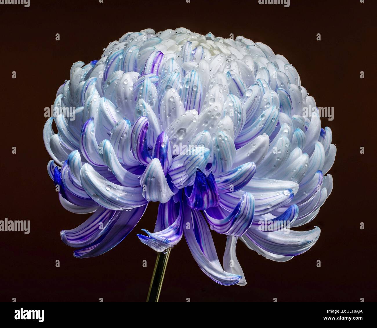 Un chrysanthème de pompon spectaculaire et lumineux avec des pétales blancs, bleus et violets recouverts de gouttelettes d'eau, dramatiquement posés contre une profondeur Banque D'Images