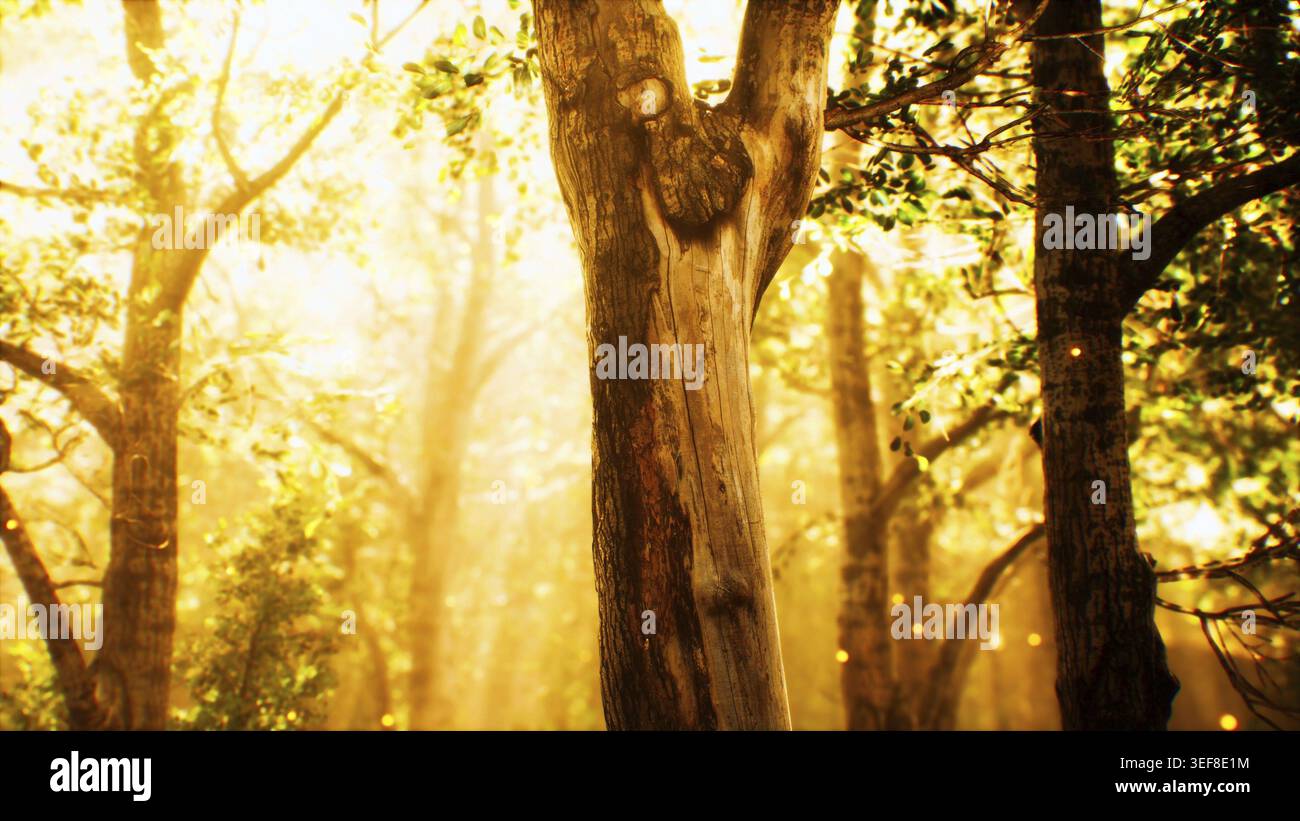 Rayons du soleil dans une forêt brumeuse en automne Banque D'Images