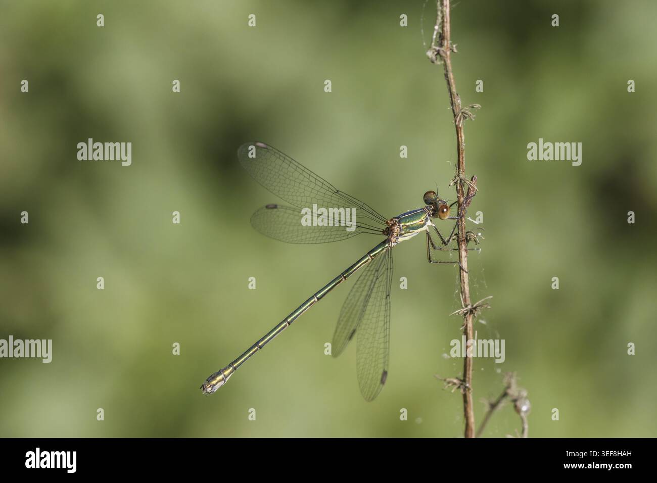 Chalcolestes viridis, Weidenjungfer, Gemeine Weidenjungfer, Westliche Weidenjungfer, grosse Binsenjungfer - Chalcolestes viridis, connue sous le nom d'emera verte Banque D'Images