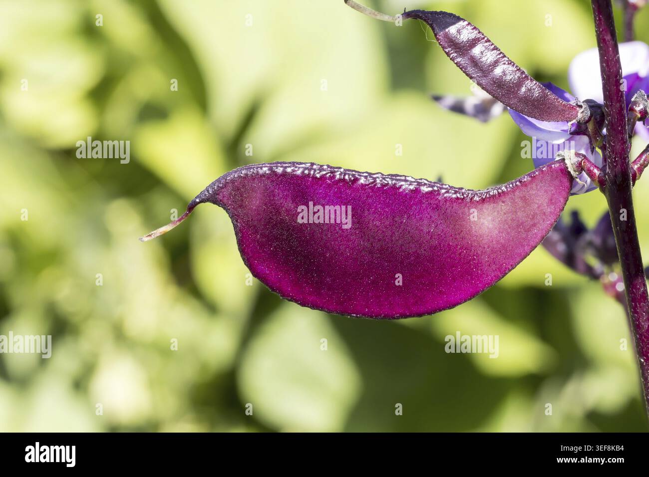Lablab purpureus 'Sweet', Faselbohne, Helmbohne, Indische Bohne, Aegyptische Bohne, Hyazinth-Bohne - Lablab purpureus 'Sweet', Hyacinthe bean, Dolichos Banque D'Images