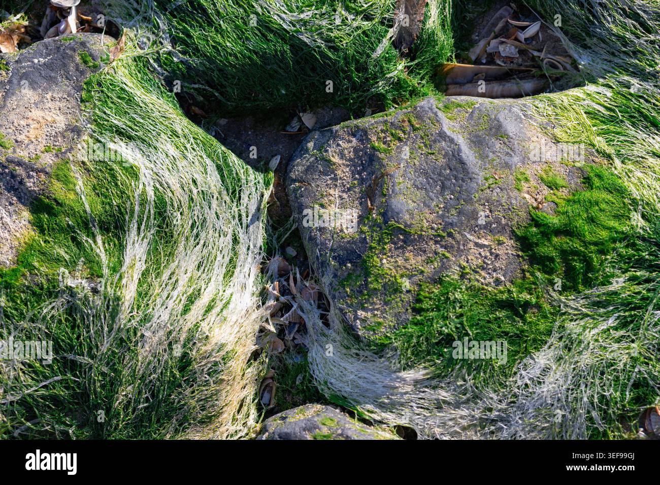 Photographie rapprochée intime d'herbiers attachés à la roche côtière montrant les détails fins et la structure organique. La matière végétale délicate et naturelle a Banque D'Images