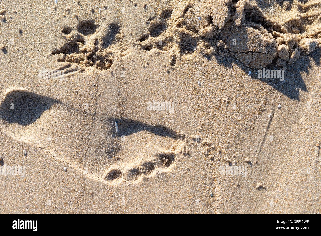 Macrophotographie artistique d'une empreinte solitaire dans le sable de la plage, symbole puissant du voyage individuel, de la croissance personnelle et du parcours de vie. Parfait fo Banque D'Images