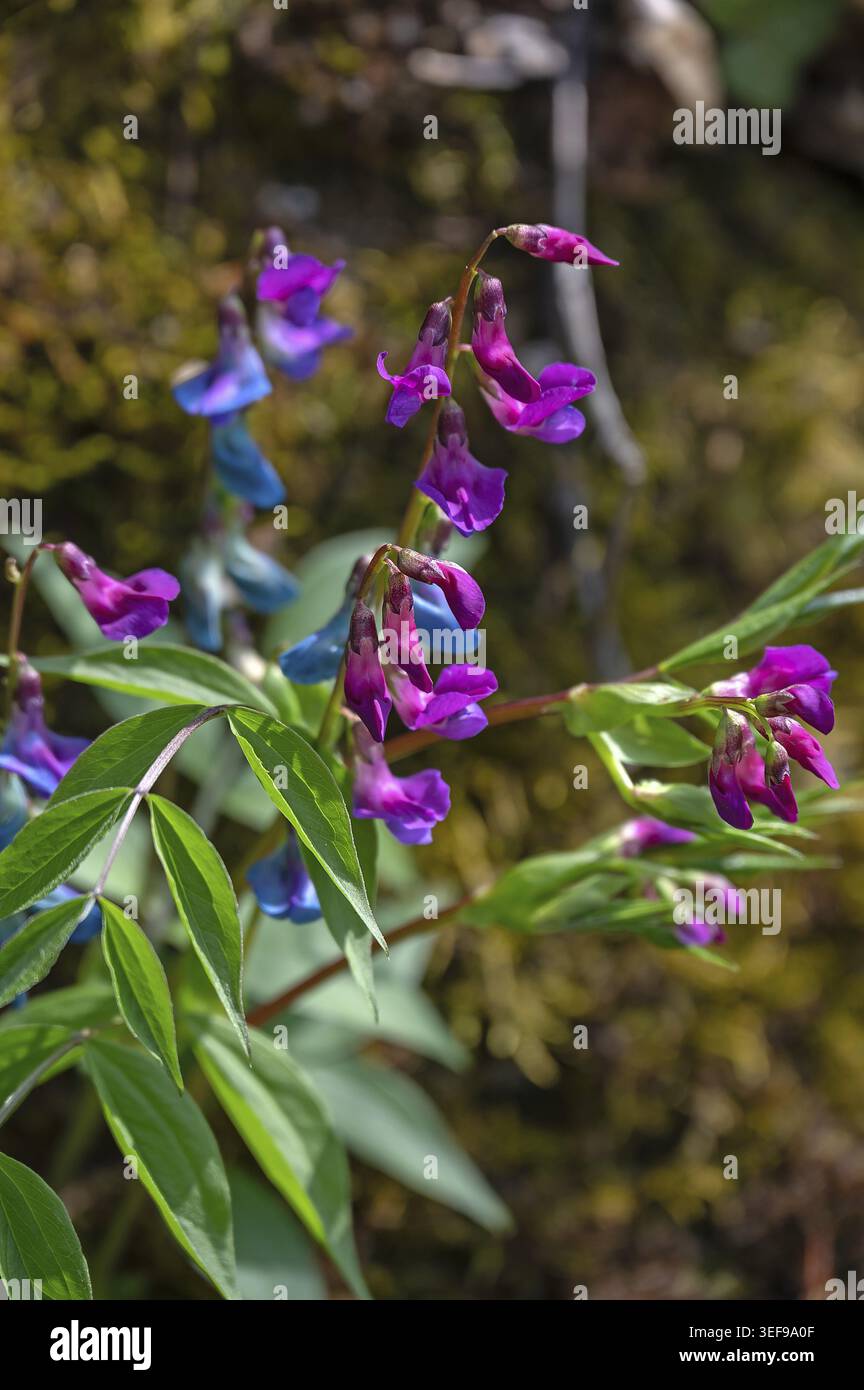Vestes de printemps (Lathyrus vernus), haute-Franconie, Bavière, Allemagne Banque D'Images