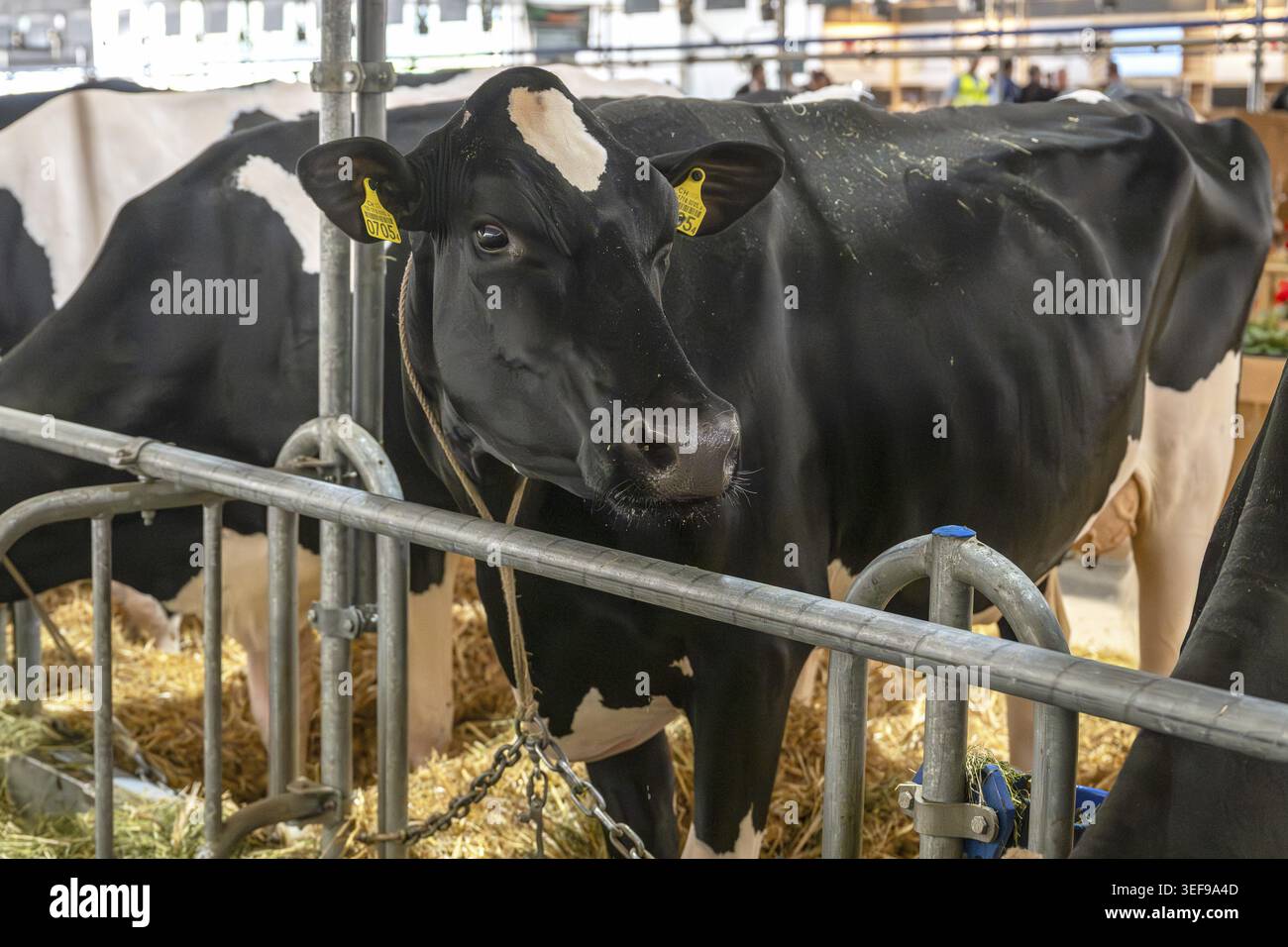 Vache laitière Holstein, Berne, Suisse Banque D'Images
