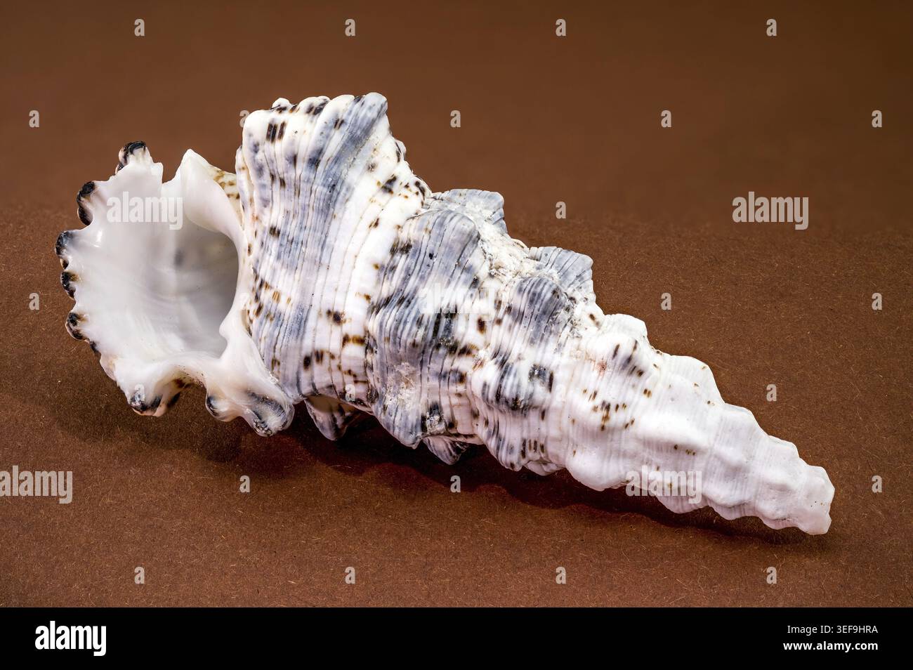 Plan macro studio d'une coquille trunculus Hexaplex sur une surface brune. L'image met en évidence la texture robuste et la forme spiralée de ce spécimen de murex Banque D'Images