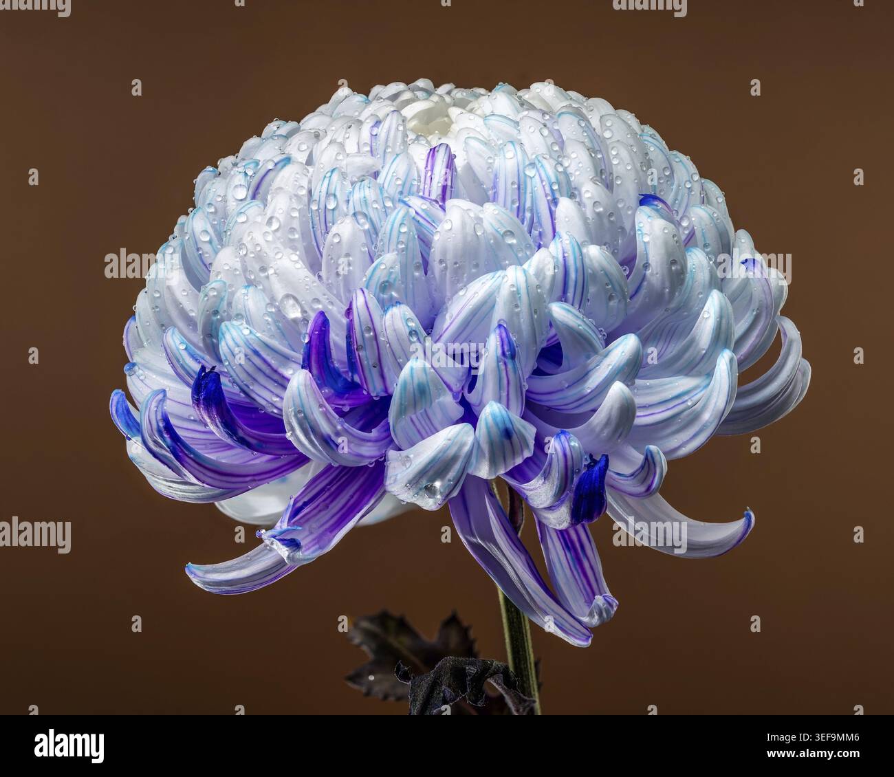Un chrysanthème de pompon spectaculaire et lumineux avec des pétales blancs, bleus et violets recouverts de gouttelettes d'eau, dramatiquement posés contre une profondeur Banque D'Images
