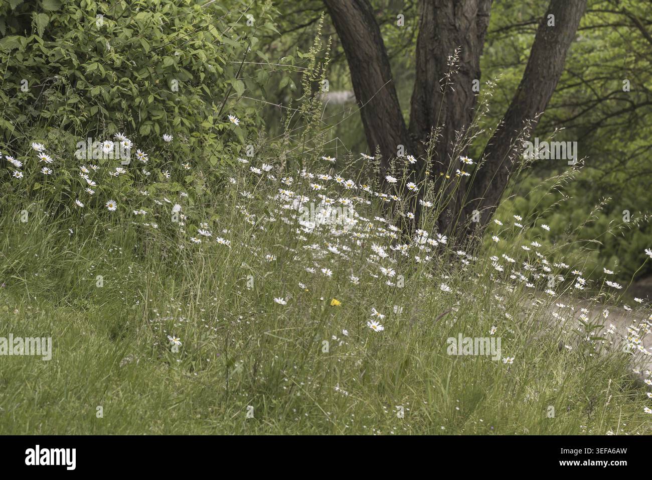 Leucanthemum vulgare, Magerwiesen-Margerite, Wiesen-Margerite, Wiesen-Wucherblume, Margerite, (Margeritenwiese im mai) - Leucanthemum vulgare, connu sous le nom de Banque D'Images