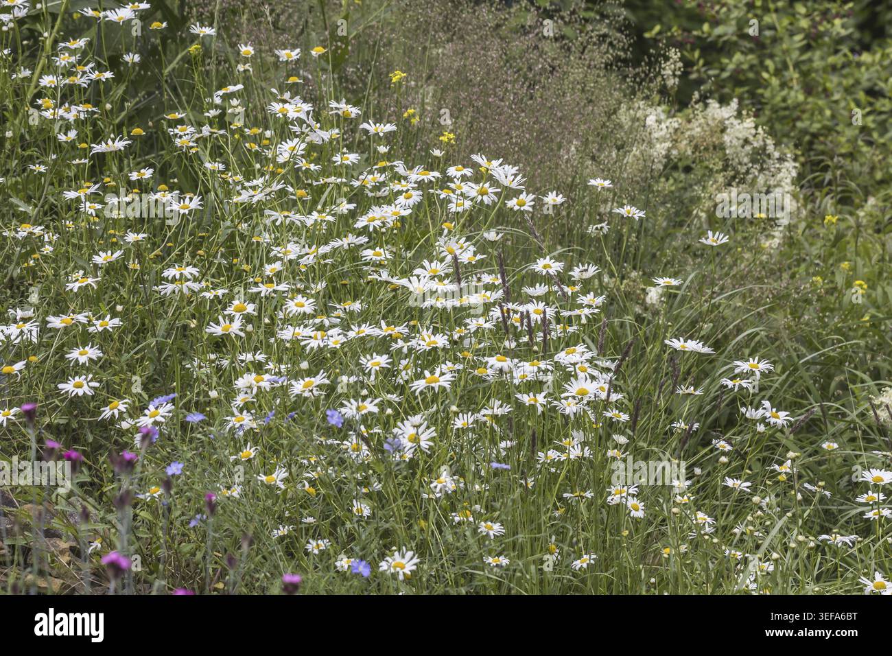 Leucanthemum vulgare, Magerwiesen-Margerite, Wiesen-Margerite, Wiesen-Wucherblume, Margerite, (Margeritenwiese im mai) - Leucanthemum vulgare, connu sous le nom de Banque D'Images