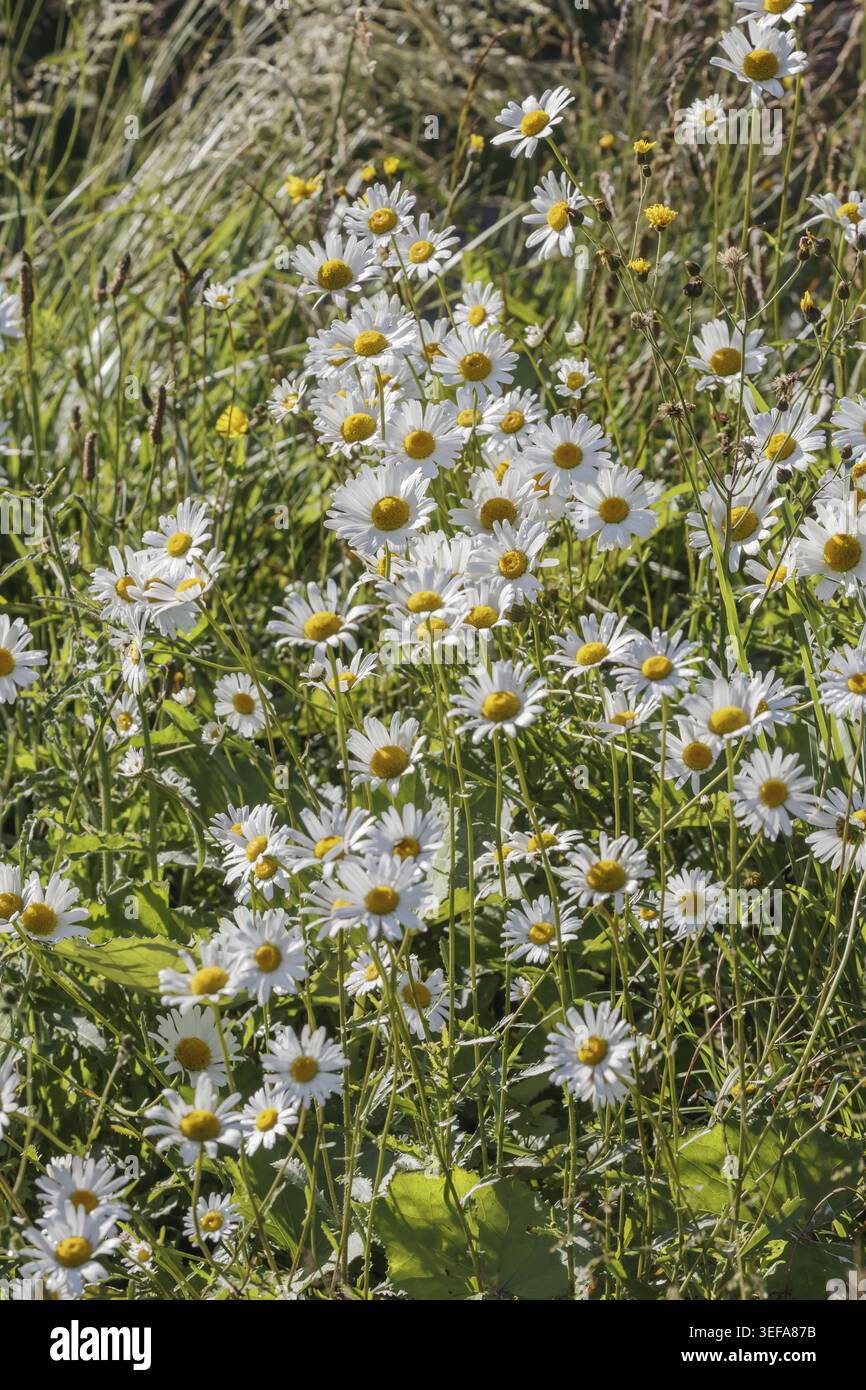 Leucanthemum vulgare, Magerwiesen-Margerite, Wiesen-Margerite, Wiesen-Wucherblume, Margerite - Leucanthemum vulgare, connue sous le nom de « Ox-eye Daisy », Oxeye Banque D'Images