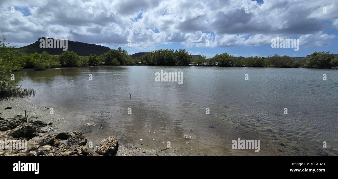 Habitat du flamant rose dans les marais salants Jan Kok à Curaçao entouré d'eau calme, de mangroves et de paysages tropicaux des Caraïbes - Image de stock capturée avec un smartphone