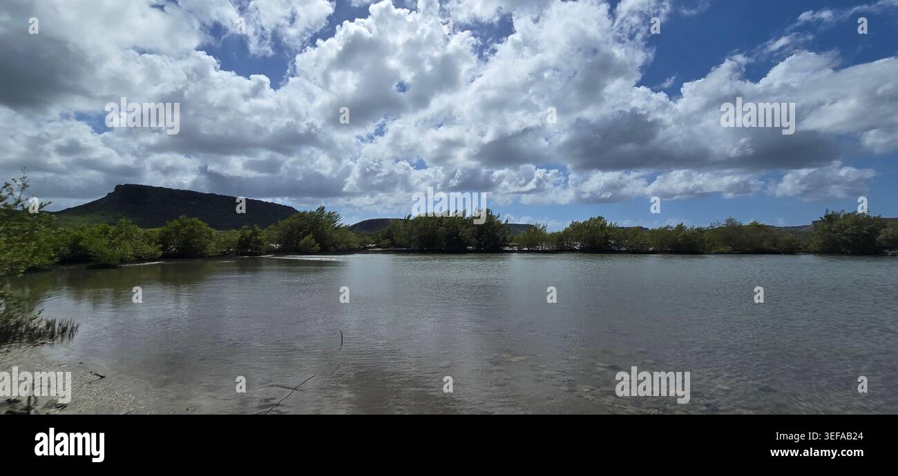 Habitat du flamant rose dans les marais salants Jan Kok à Curaçao entouré d'eau calme, de mangroves et de paysages tropicaux des Caraïbes - Image de stock capturée avec un smartphone