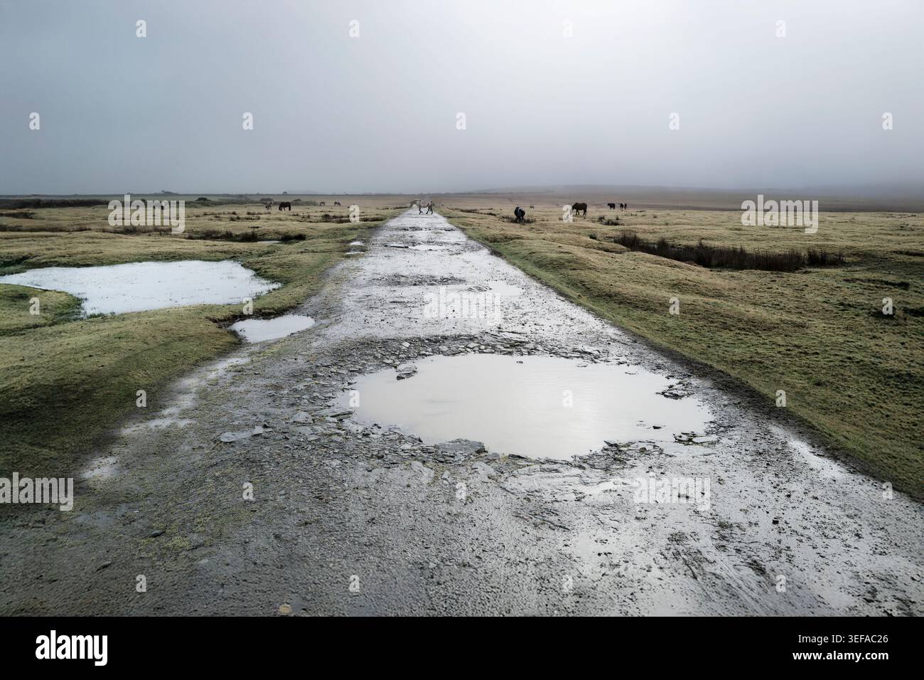Une piste de route accidentée en piscine sur Davidstow Moor sur un brouillard brumeux Bodmin Moor en Cornouailles au Royaume-Uni. Banque D'Images