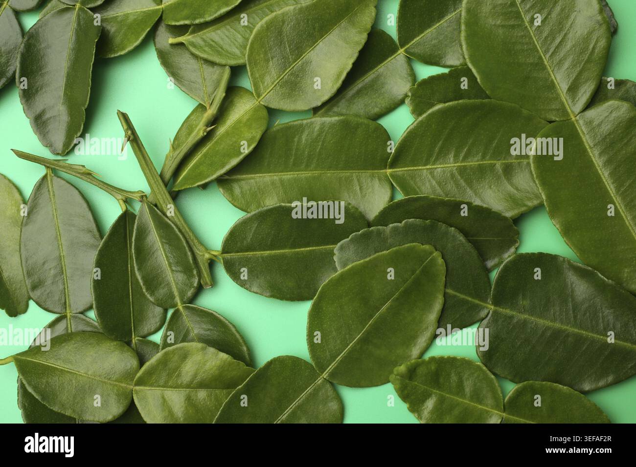 Feuilles de citron vert Kaffir sur fond vert Banque D'Images