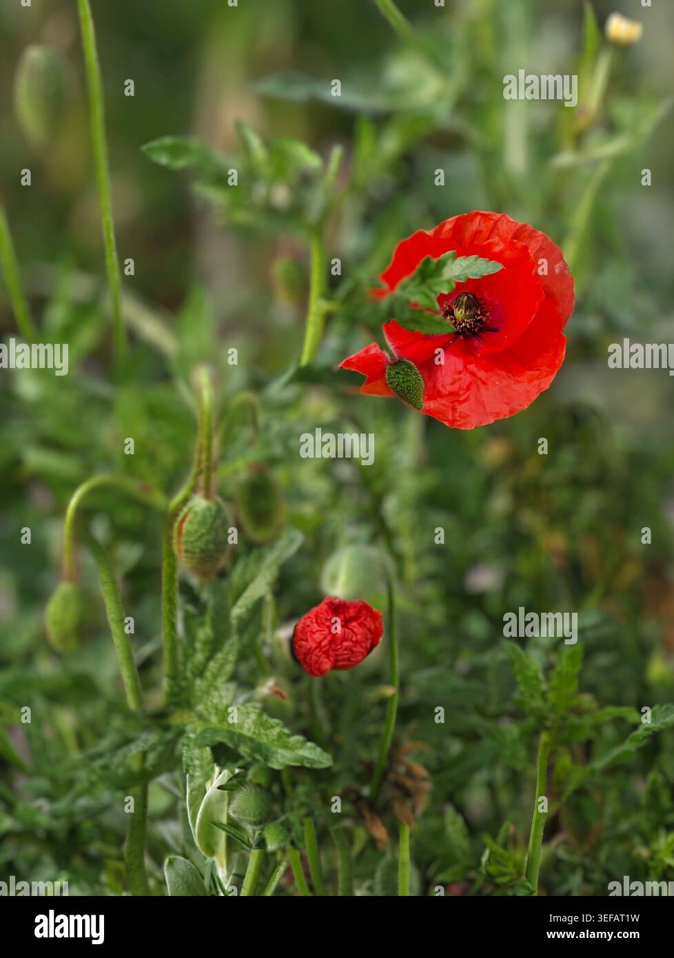 Coquelicot rouge vif nourri d'abeilles sur étamine, bourgeon dépliant et tige enchevêtrée sur fond vert Softfocus, Macro détail du pollen et de la texture des pétales, en Banque D'Images