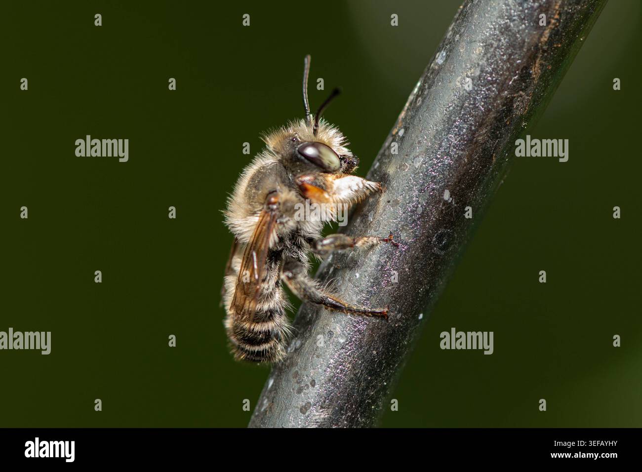 Abeille cardée de laine rayée Anthidium manicatum grimpe Une branche de brindille sombre Une abeille cardée de laine rayée Anthidium manicatum avec abdomen velu grimpe un t foncé Banque D'Images