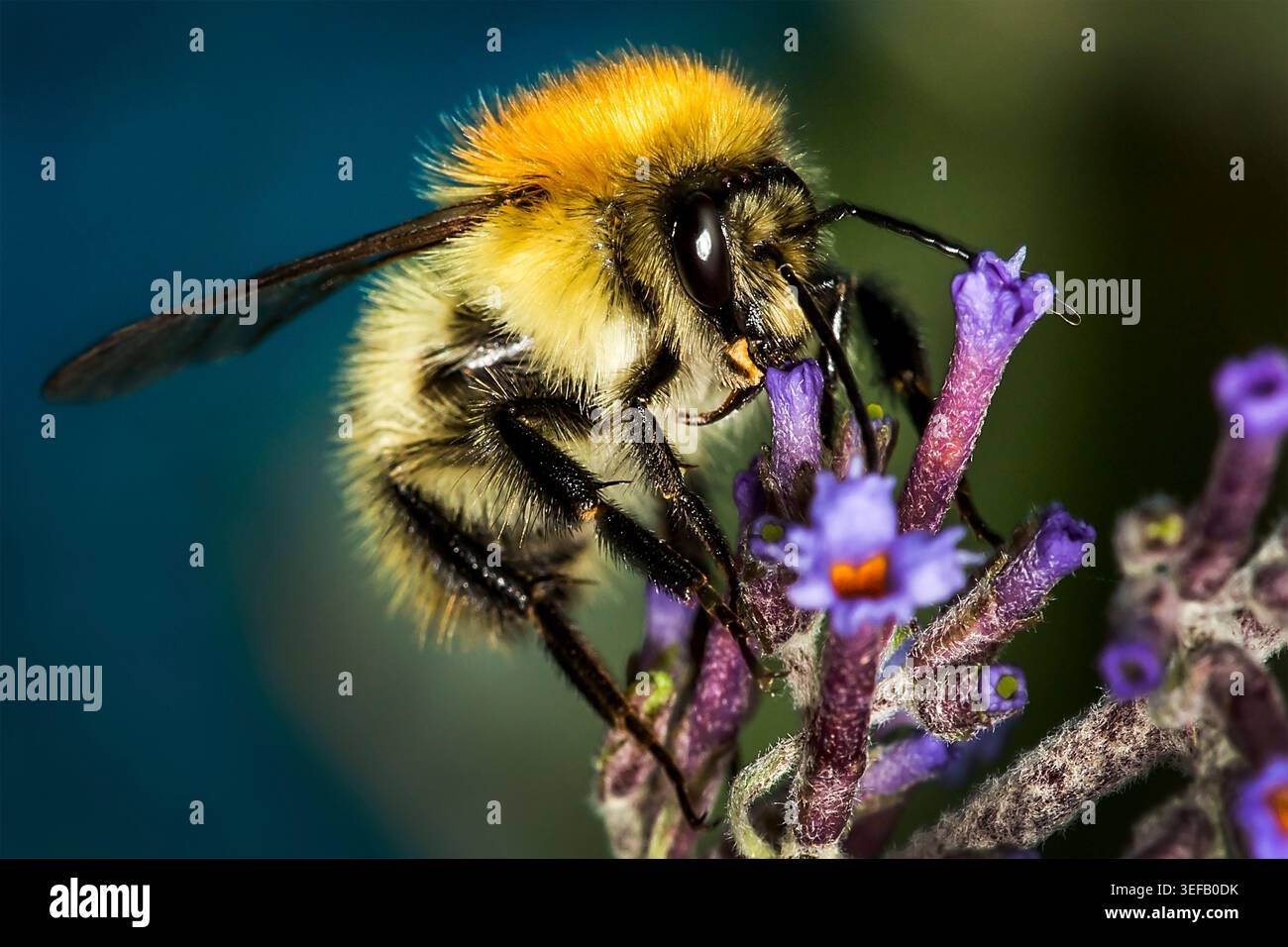 Gros plan d'un bourdon recueillant le nectar d'une fleur de Bouddleia, révélant une anatomie complexe, un poudrage de pollen et des poils fins Banque D'Images