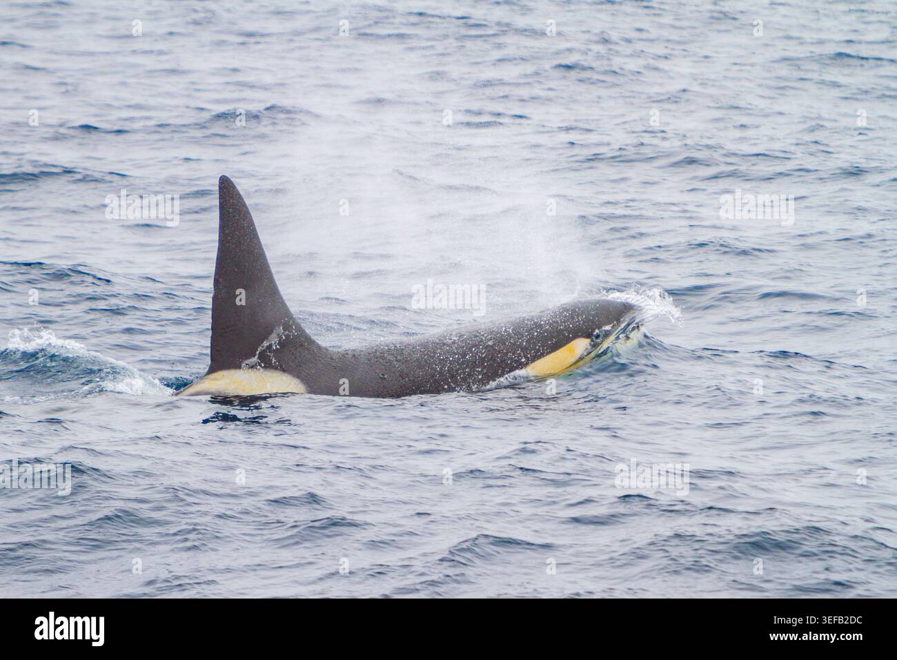 Surface d'épaulards mâles adultes dans le passage de Drake près de l'Antarctique pendant l'activité alimentaire Banque D'Images
