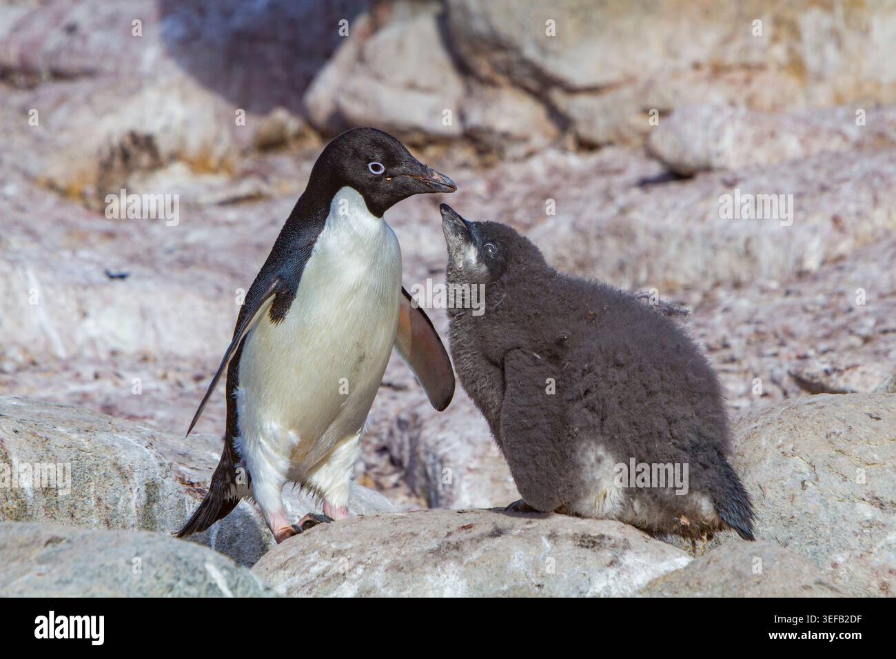 Adlie Penguin parent prend soin de poussin à la crête de roche rouge en Antarctique pendant une journée ensoleillée Banque D'Images