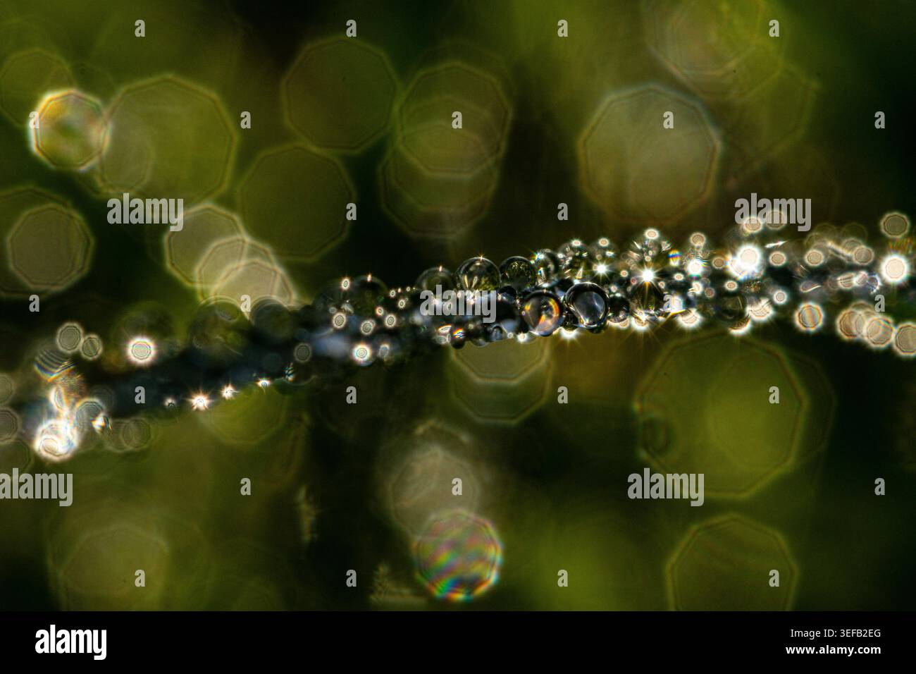 Photographie macro abstraite de gouttelettes de rosée étincelantes sur la tige sur fond bokeh vert, Royaume-Uni Banque D'Images