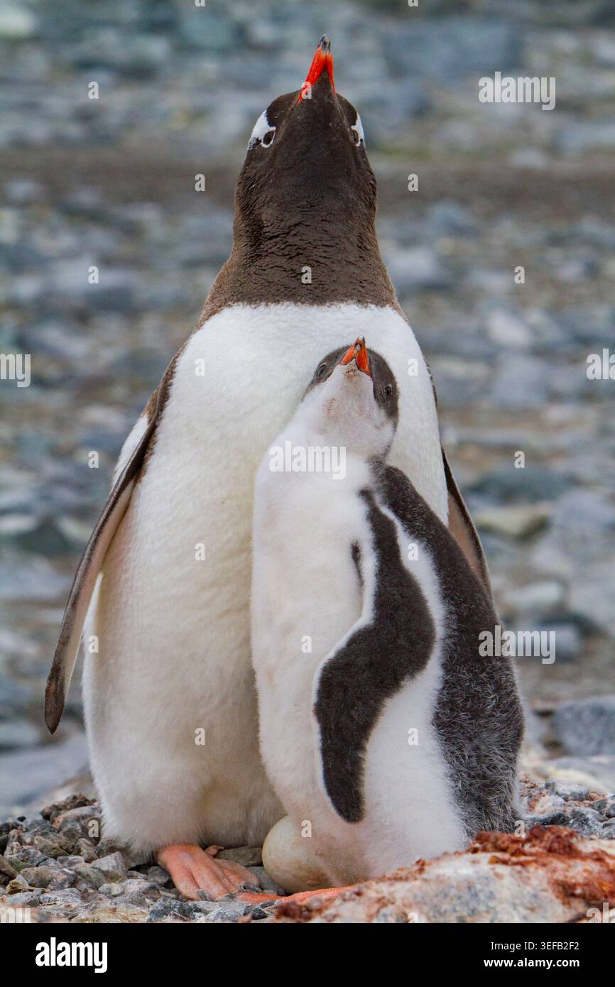 Pingouin Gentoo prend soin de poussin tout en étant assis sur le nid avec un œuf non viable en Antarctique Banque D'Images