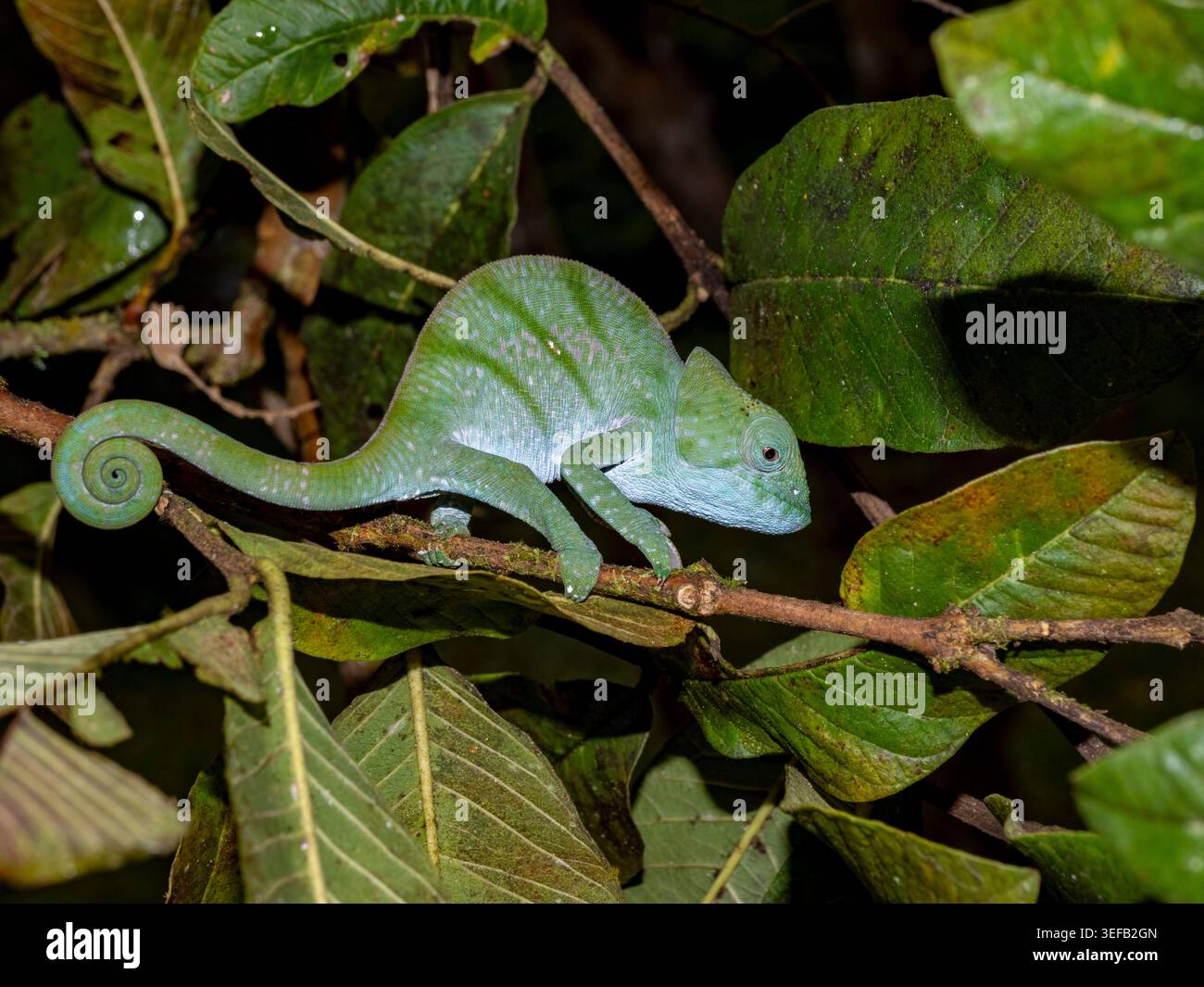 Le caméléon juvénile de Parsons repose sur une branche entourée de feuilles dans la forêt de Madagascar Banque D'Images