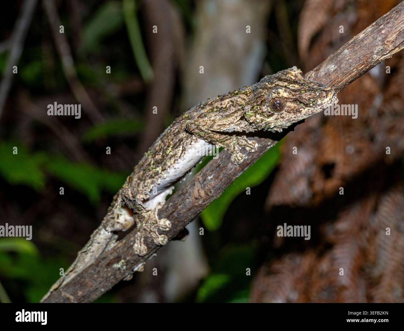 Le gecko moussue à queue de feuille se mélange à l'écorce d'arbre dans la forêt tropicale de Madagascar Banque D'Images