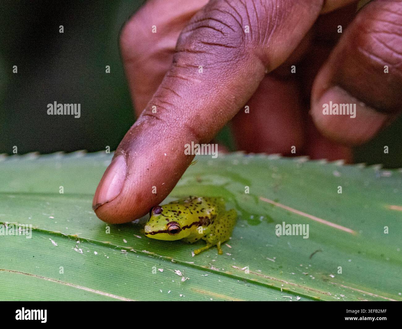 Rencontre nocturne avec la grenouille pandanus Guibemantis pulcher à Madagascar lors d’une exploration de la faune Banque D'Images