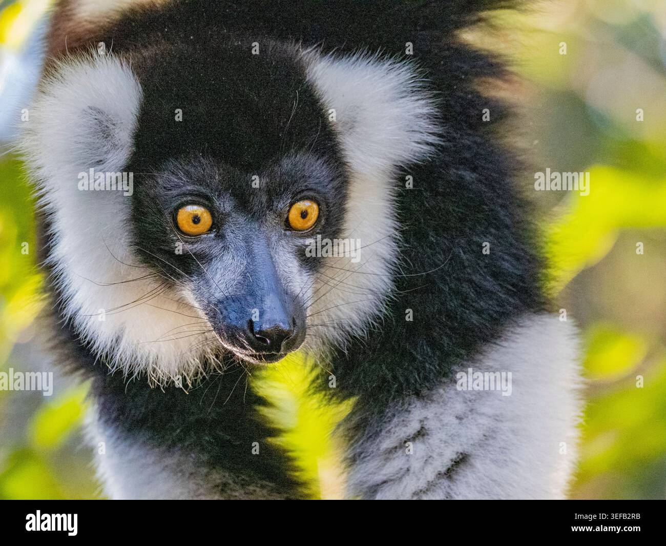 Captif noir et blanc froissé Lemur Varecia variegata dans un environnement luxuriant à Madagascar, mettant en valeur des caractéristiques et des comportements uniques Banque D'Images