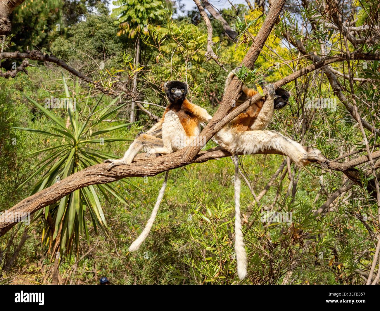 Des sifaka couronnés sont accrochés à une branche d’arbre dans le Lemur Park de Madagascar avec un feuillage vert vif qui les entoure Banque D'Images