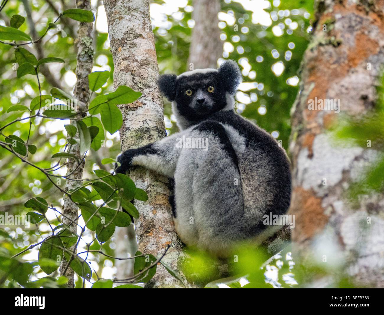 Indri reposant sur une branche d'arbre pendant la pluie dans la forêt tropicale de Madagascar Banque D'Images