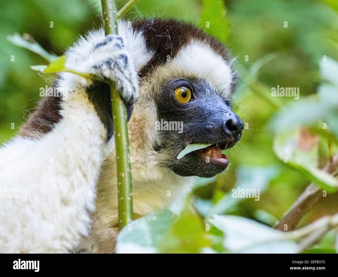 Les adultes Verreauxs sifaka se nourrissent de feuilles de brousse dans le parc national d'Isalo pendant la journée Banque D'Images