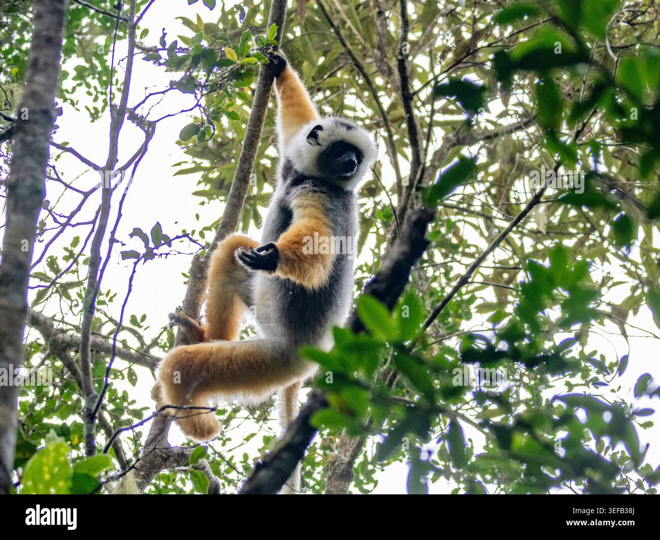 Un sifaka adulte diademed grimpe à un arbre à Madagascar tout en cherchant de la nourriture dans la canopée de la forêt Banque D'Images
