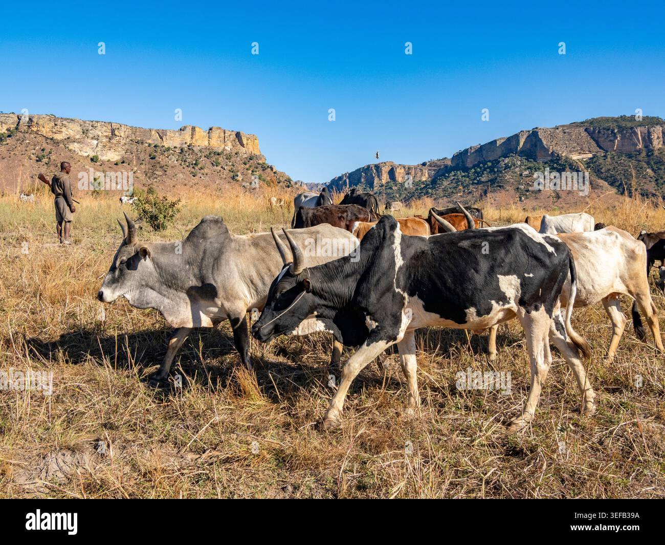 Groupe de zébus élevés par de jeunes hommes dans les prairies près du parc national d'Isalo à Madagascar pendant les heures de jour Banque D'Images
