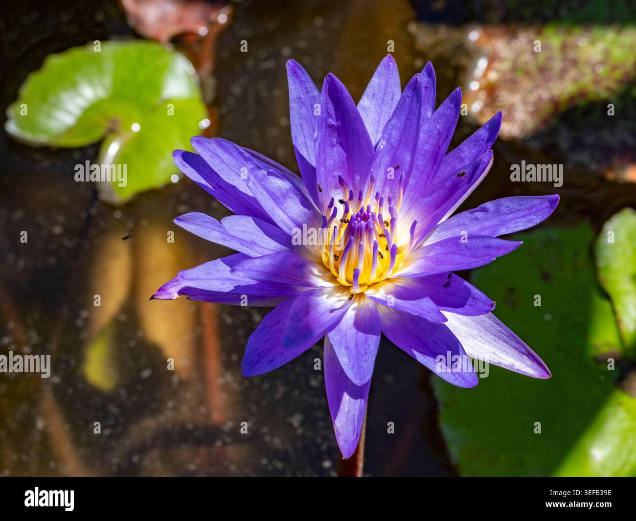 Les plants de lotus bleus fleurissent dans la réserve privée d'Anjajavy, affichant des couleurs vives dans l'environnement luxuriant de Madagascar Banque D'Images