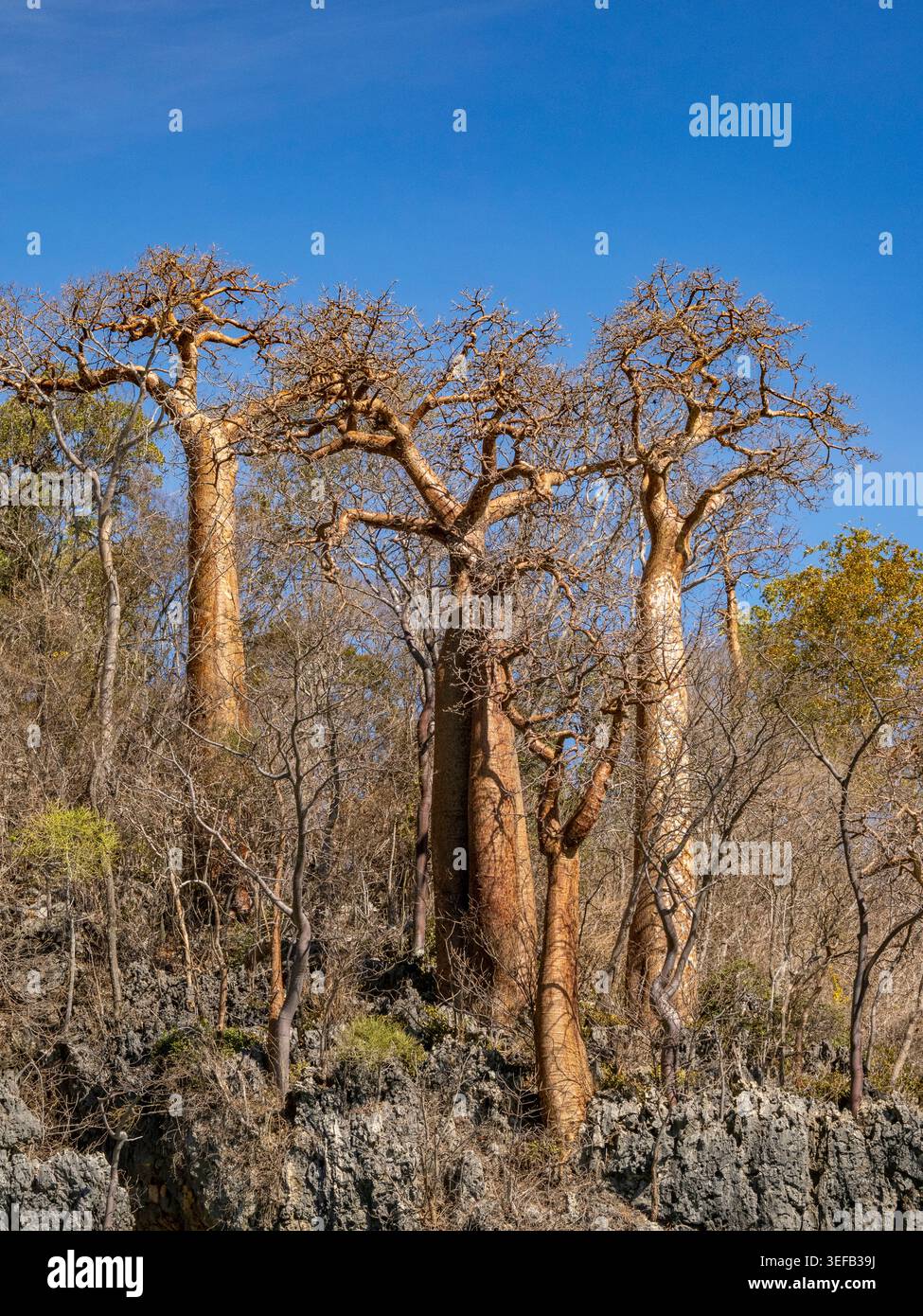 Les baobabs Fony montrent leurs formes uniques dans un paysage sec de Madagascar Banque D'Images