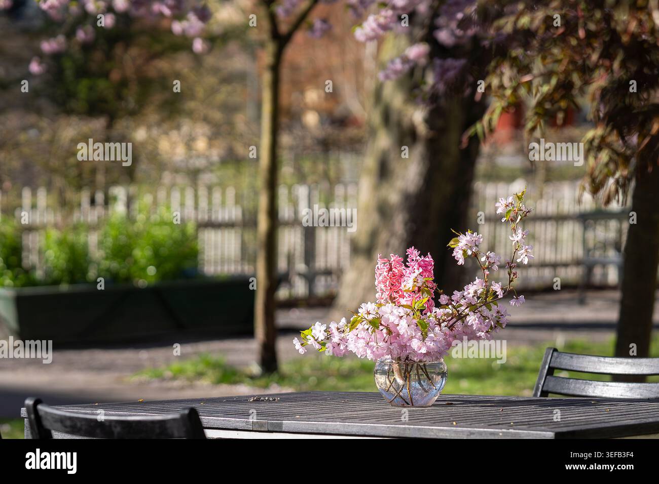 Arrangement de fleurs de printemps avec fleurs de cerisier roses et jacinthes sur une table de jardin ensoleillée à Sinnenas trädgård. Banque D'Images