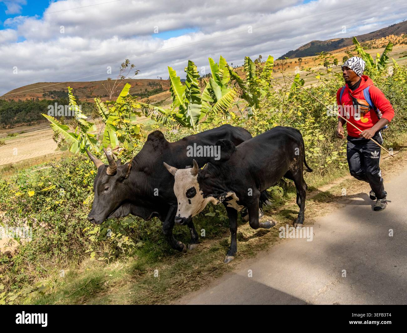 Zebu marchant le long d'une route avec un homme à Madagascar, représentant l'importance culturelle et la richesse parmi le peuple malgache Banque D'Images