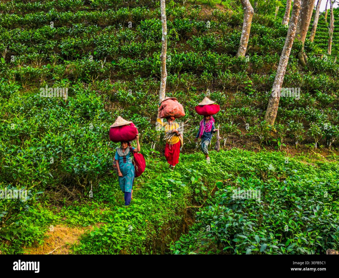 Les cueilleurs de thé transportent des paniers remplis de feuilles de thé fraîches dans des champs verts pendant la récolte dans la région du thé du Bangladesh Banque D'Images