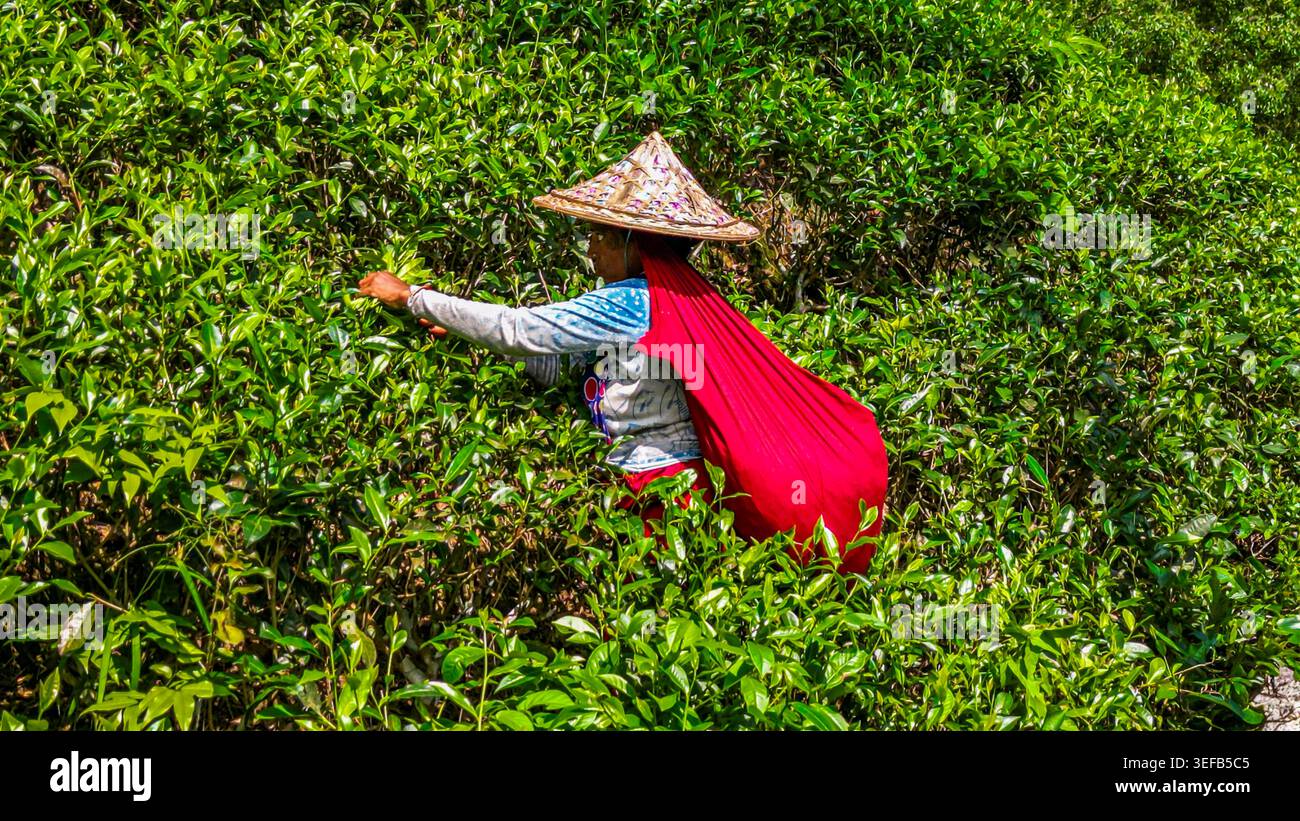 Les cueilleurs de thé ramassent des feuilles dans la région de thé de Sreemangal au Bangladesh pendant le quart de matin parmi les arbustes épais Banque D'Images