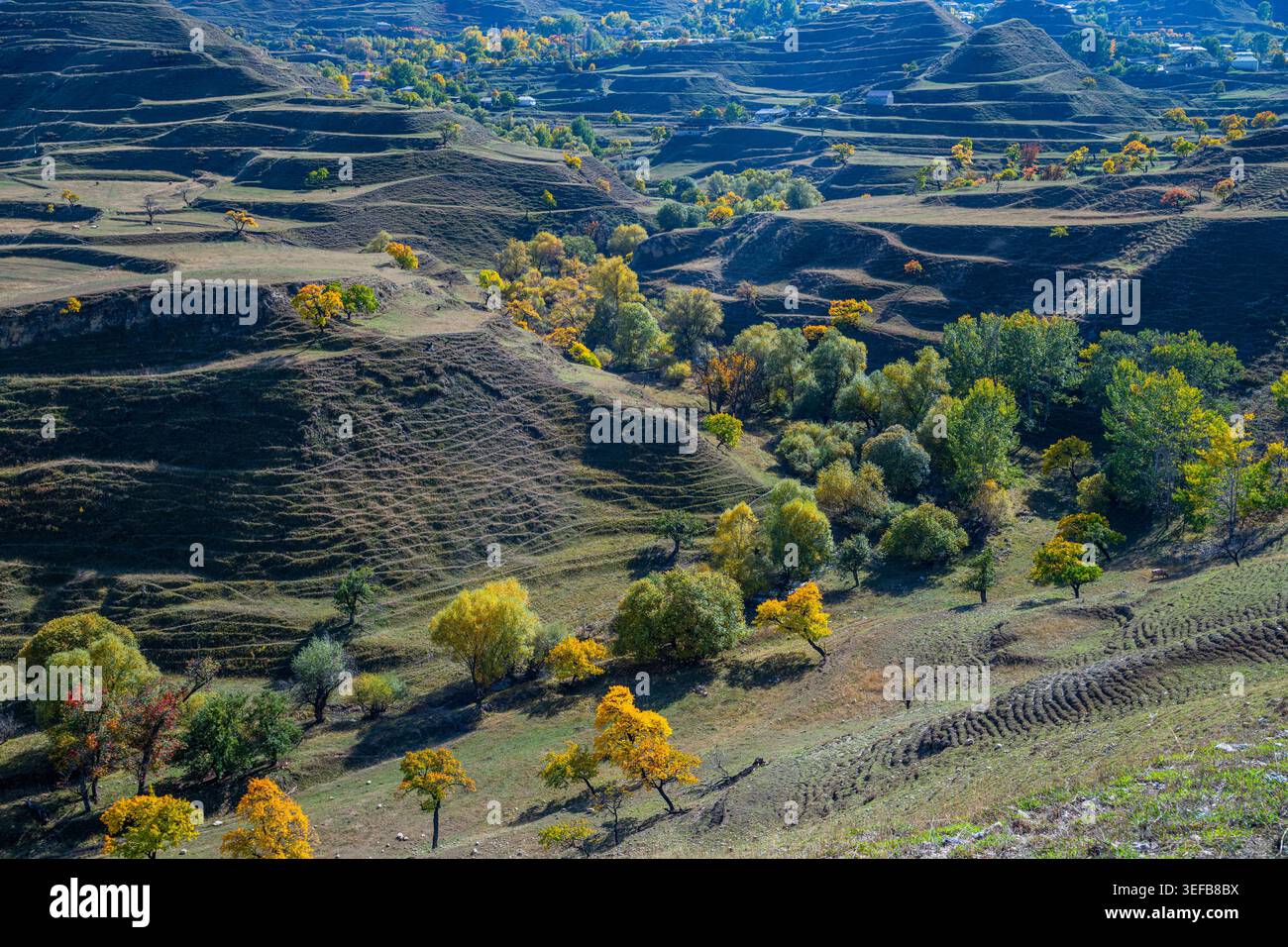 Les champs de terrasse avec des arbres et des collines au Daghestan mettent en valeur le paysage agricole Banque D'Images