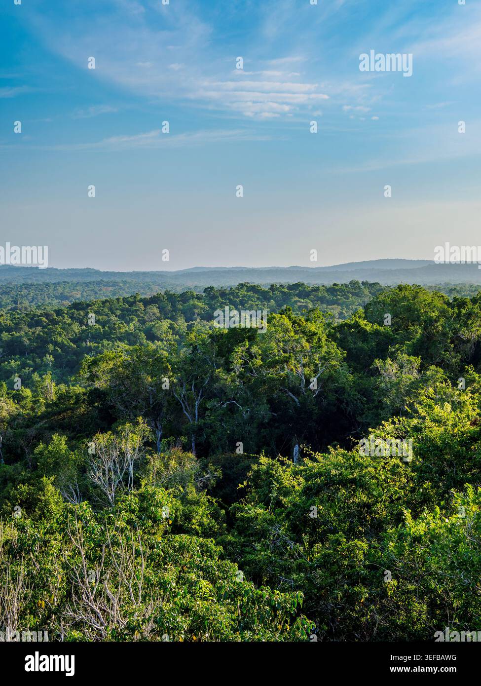 Vue surélevée de la forêt tropicale dense près de Tikal dans le département de Peten au Guatemala, avec une végétation luxuriante et des collines lointaines Banque D'Images