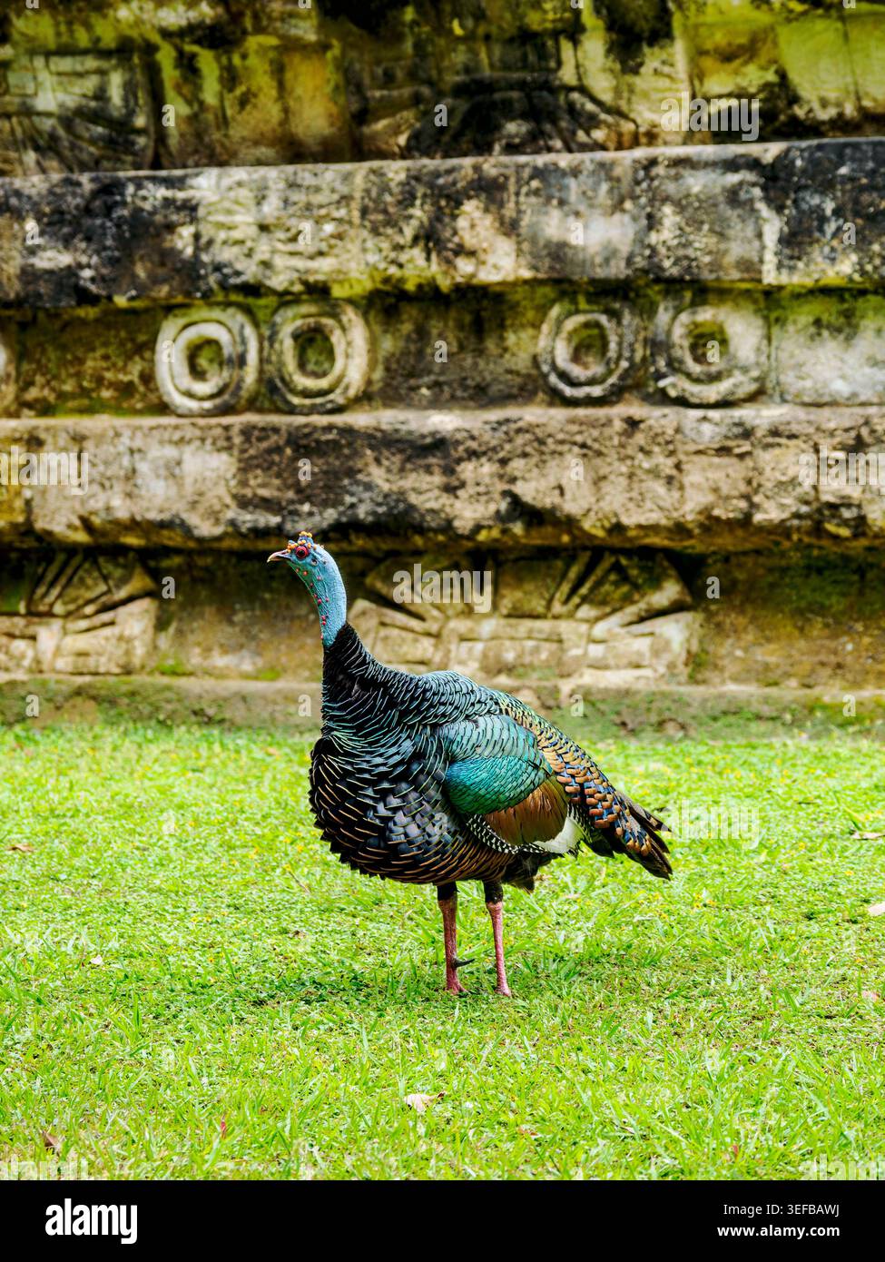 turquie ocellée dans le parc national de Tikal, une espèce d'oiseau unique trouvée dans l'environnement luxuriant du Guatemala Banque D'Images