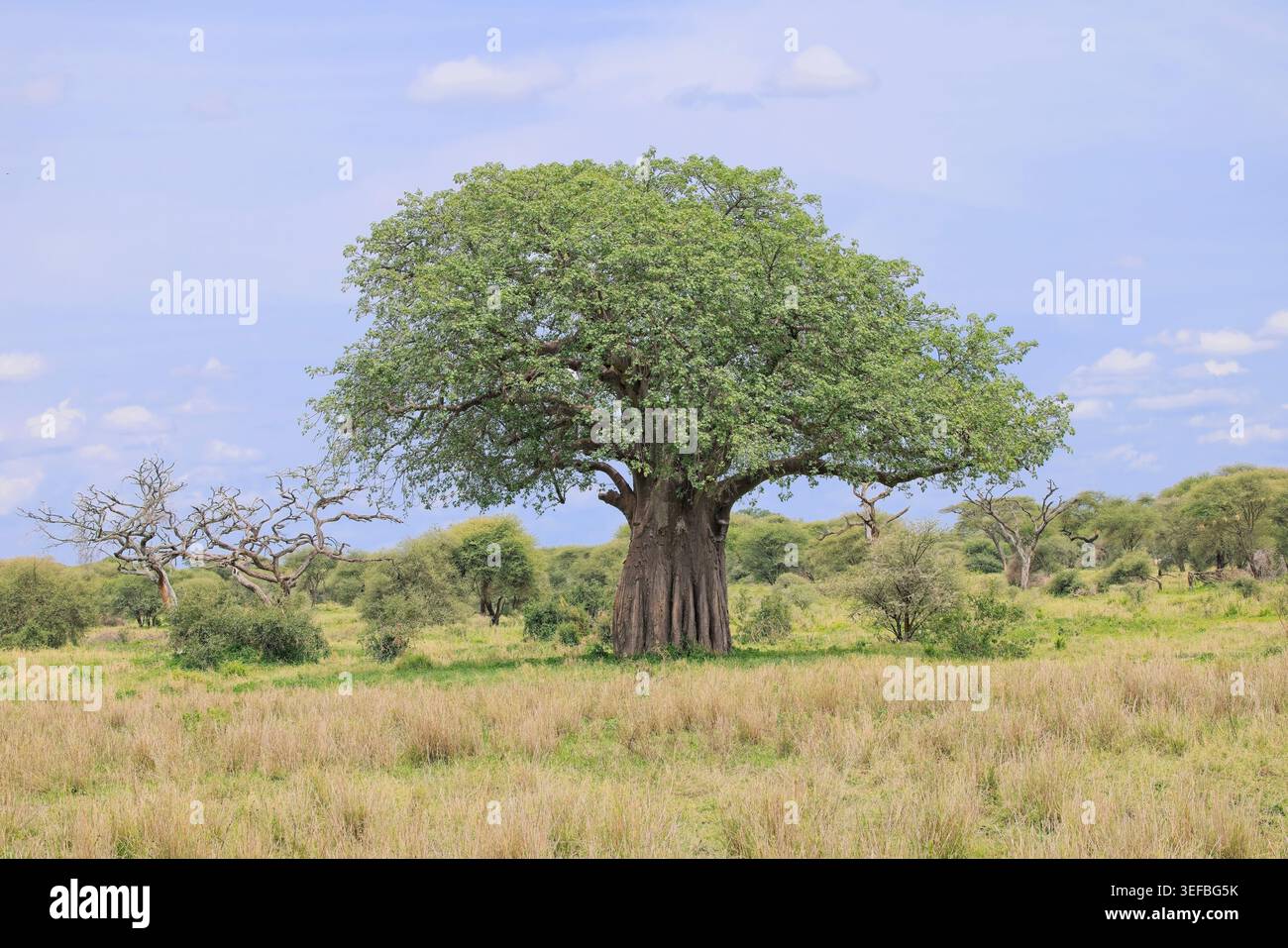 Paysages et nature du Serengeti en Tanzanie, Safari février 2026, comprend, Manyara, Tarangire, Serengeti, Ndutu et créateur Ngorongoro. Banque D'Images