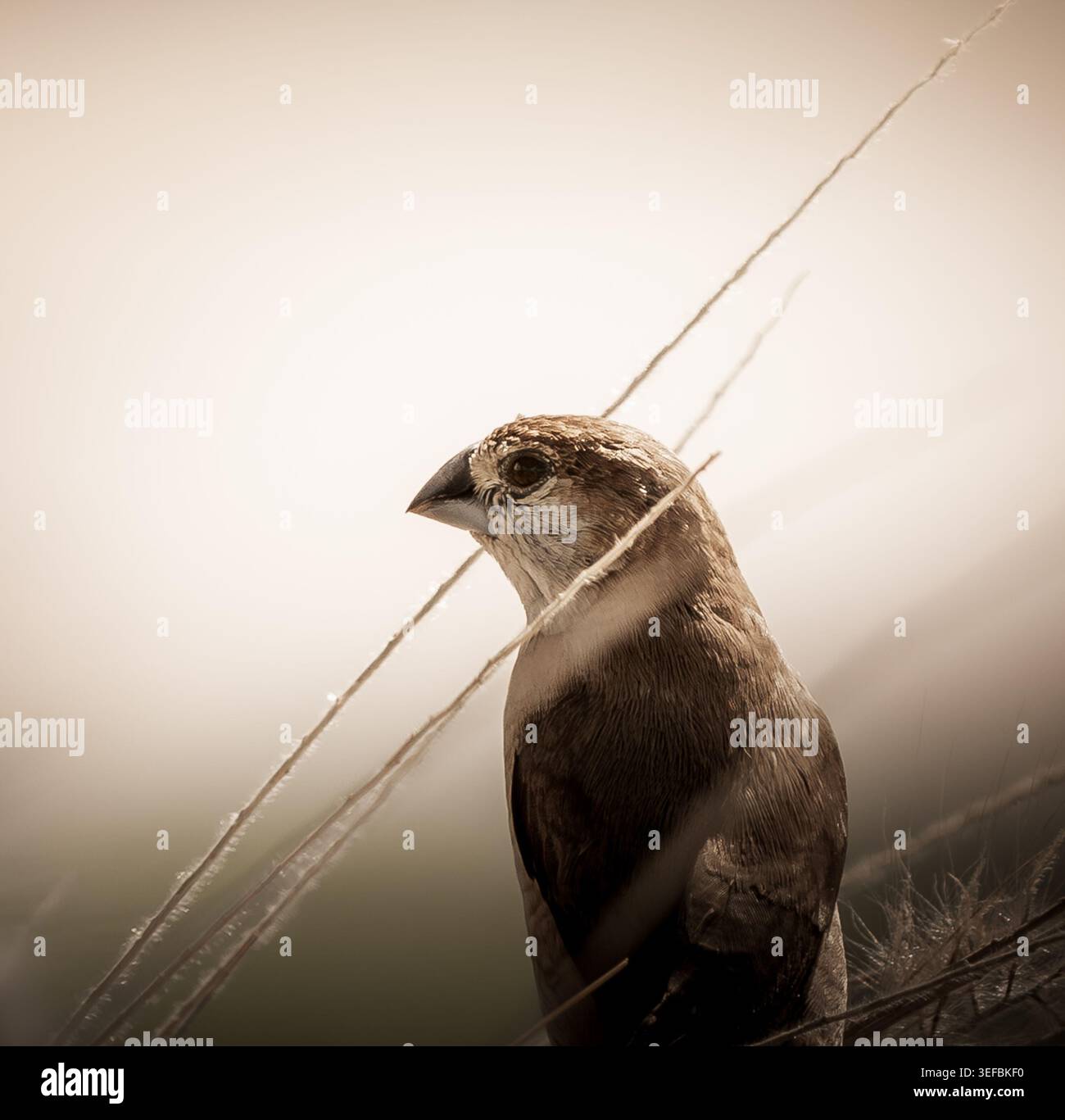 Munia écailleux (Lonchura punctulata) perché parmi les tiges d'herbe sèche dans une lumière naturelle chaude, photographié comme un portrait de la faune en gros plan. Banque D'Images