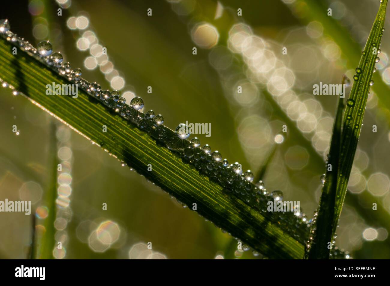 Photographie macro abstraite de gouttelettes de rosée sur lame d'herbe avec fond bokeh étincelant, Royaume-Uni Banque D'Images